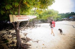 Mangrove, Nusa Lembongan