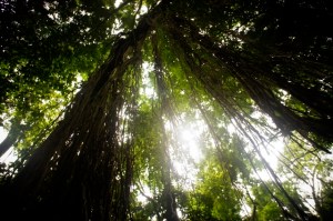 Monkey Forest, Ubud
