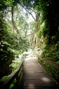 Monkey Forest, Ubud