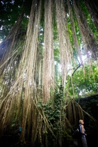 Monkey Forest, Ubud