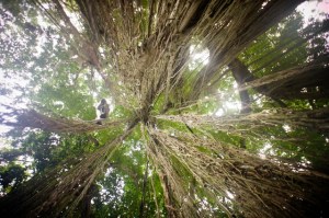 Monkey Forest, Ubud