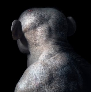 Tim Flach