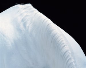 Tim Flach