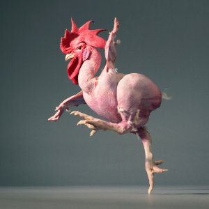 Tim Flachs - Running Chicken
