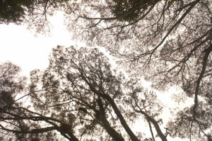 Penang Hill, George Town, Malaysia
