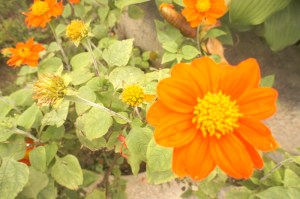 Penang Hill, George Town, Malaysia