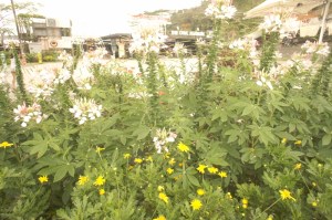 Penang Hill, George Town, Malaysia