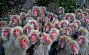 Wild Japanese Macaque Huddle To Keep Warm